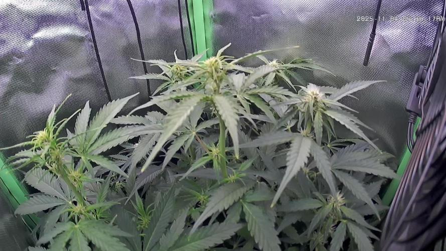 Sweet Seeds Runtz XL Auto in 40x40