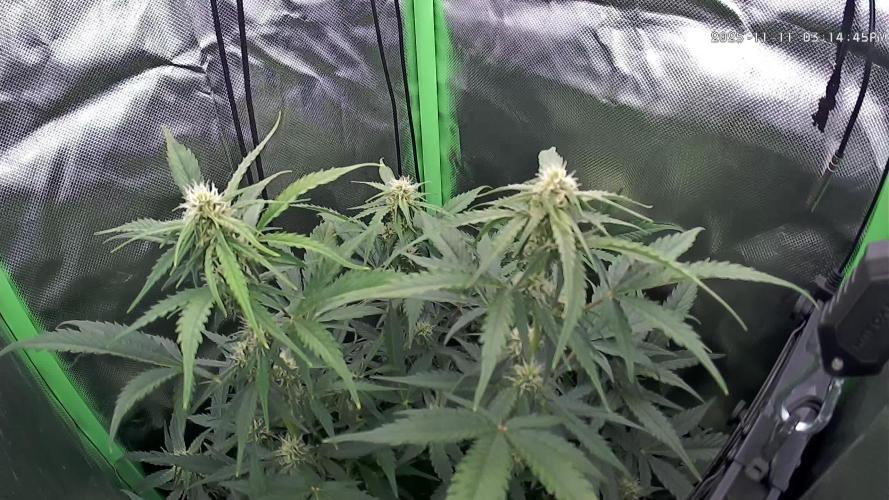 Sweet Seeds Runtz XL Auto in 40x40