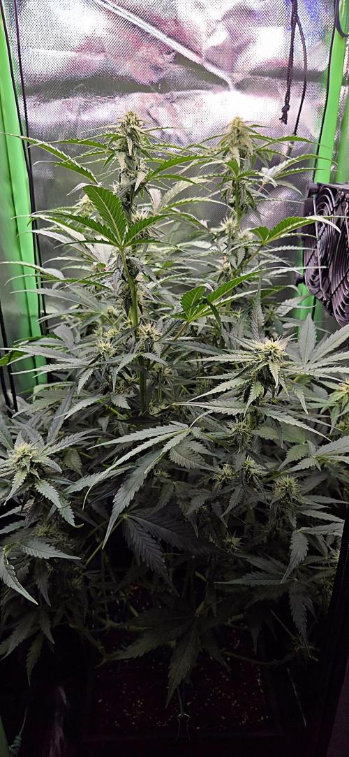 Sweet Seeds Runtz XL Auto in 40x40. Week 9
