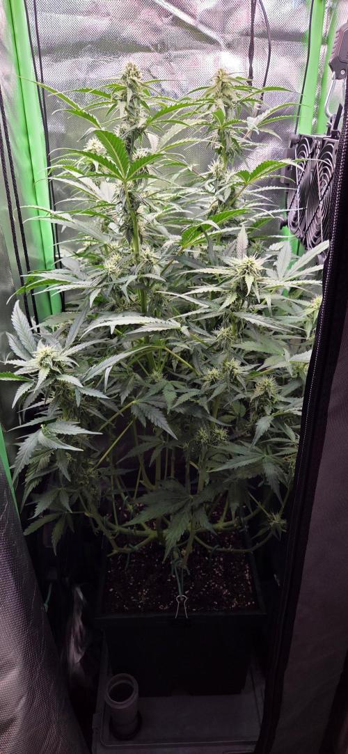 Sweet Seeds Runtz XL Auto in 40x40. Week 9