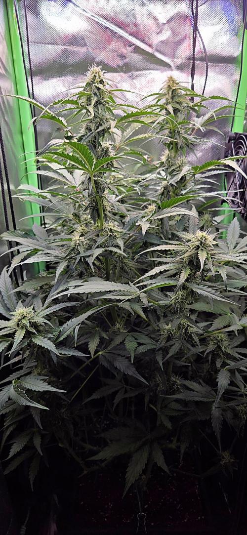 Sweet Seeds Runtz XL Auto in 40x40. Week 9