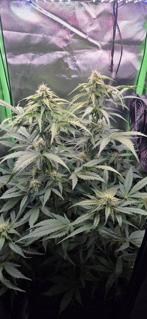 Sweet Seeds Runtz XL Auto in 40x40. Week 9