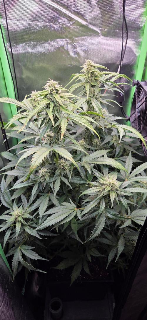 Sweet Seeds Runtz XL Auto in 40x40. Week 9
