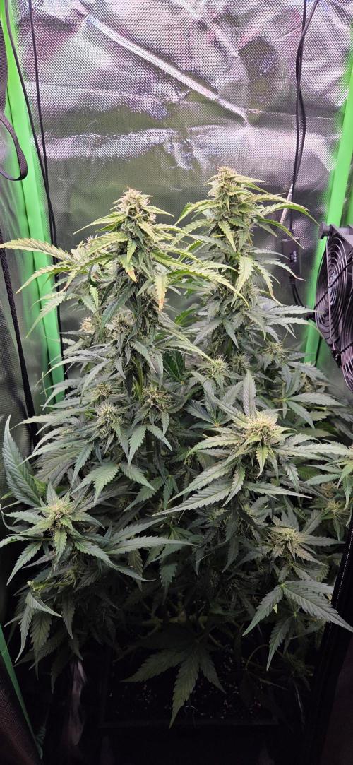 Sweet Seeds Runtz XL Auto in 40x40. Week 10