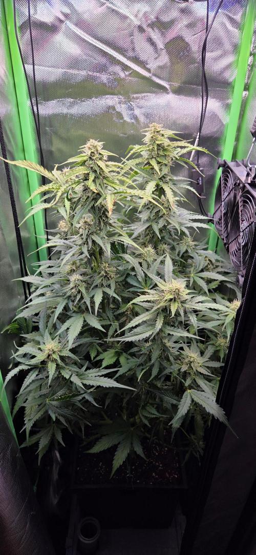 Sweet Seeds Runtz XL Auto in 40x40. Week 10