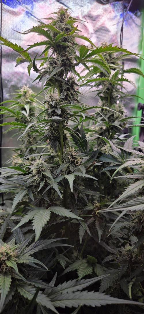 Sweet Seeds Runtz XL Auto in 40x40. Week 10