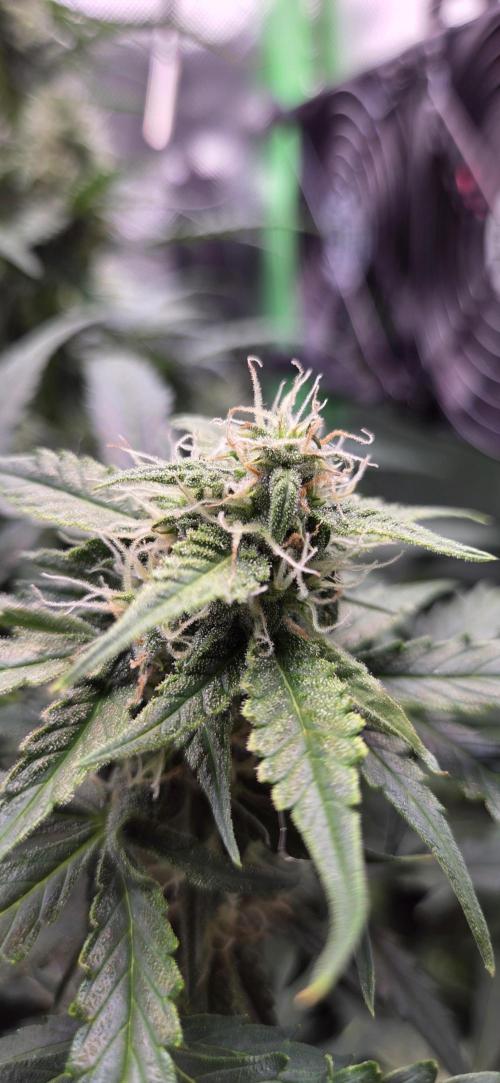 Sweet Seeds Runtz XL Auto in 40x40. Week 10