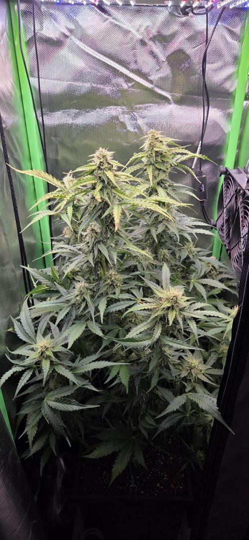 Sweet Seeds Runtz XL Auto in 40x40. Week 10