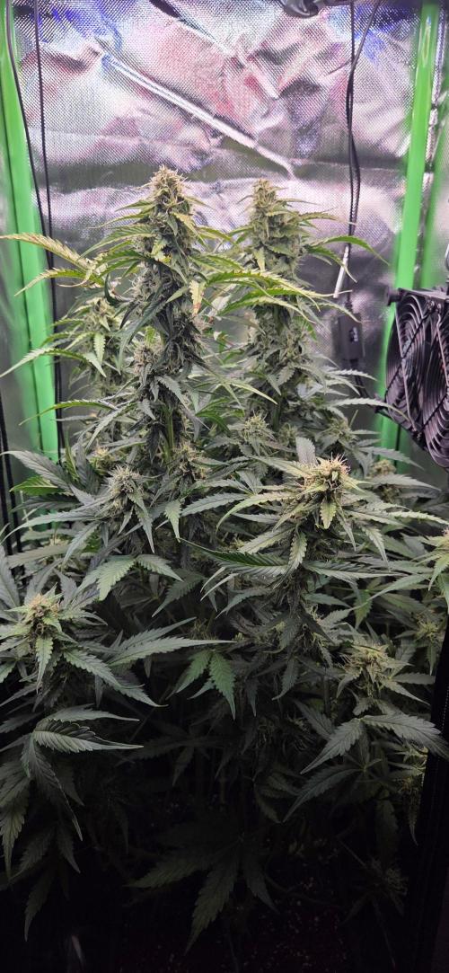Sweet Seeds Runtz XL Auto in 40x40. Week 10
