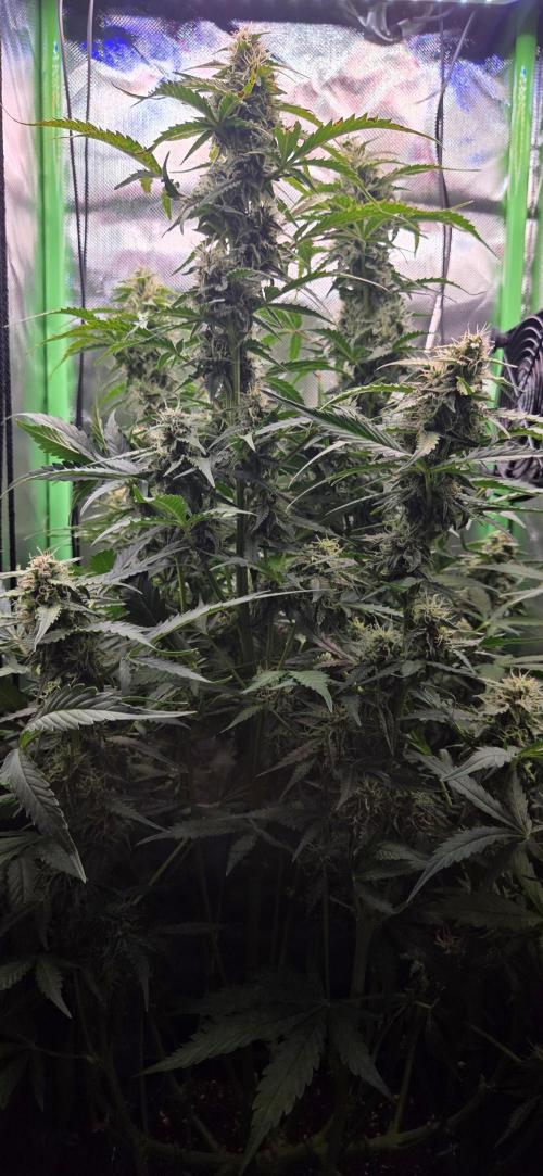 Sweet Seeds Runtz XL Auto in 40x40. Week 10