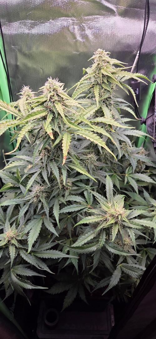 Sweet Seeds Runtz XL Auto in 40x40. Week 10