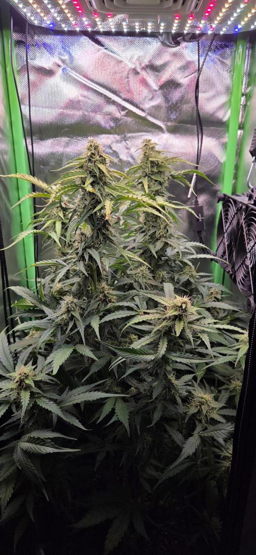 Sweet Seeds Runtz XL Auto in 40x40. Week 10