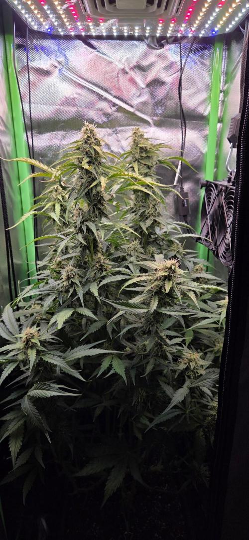 Sweet Seeds Runtz XL Auto in 40x40. Week 10