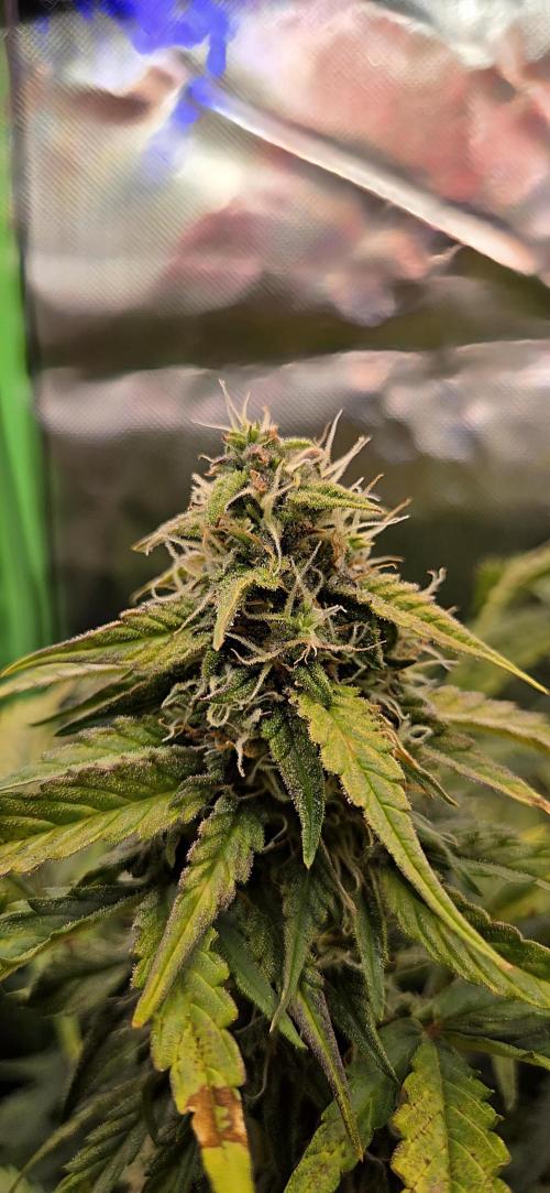 Sweet Seeds Runtz XL Auto in 40x40. Week 10