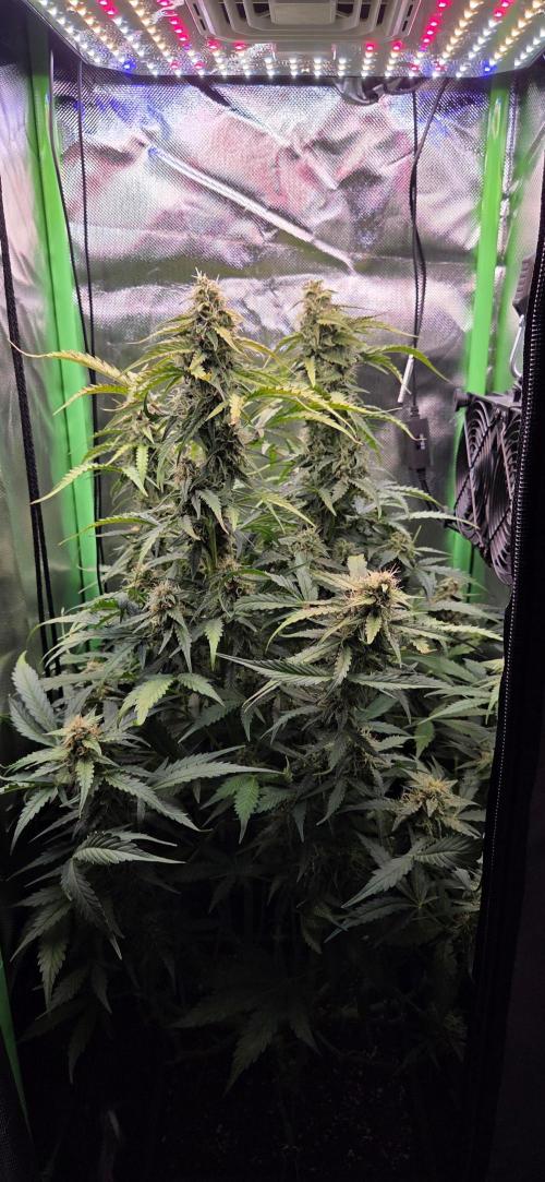 Sweet Seeds Runtz XL Auto in 40x40. Week 10
