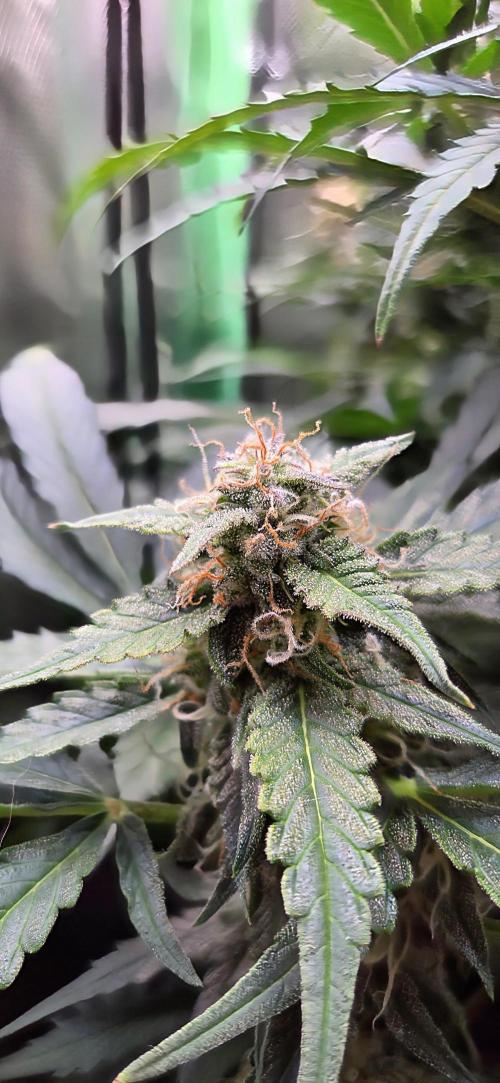 Sweet Seeds Runtz XL Auto in 40x40. Week 10