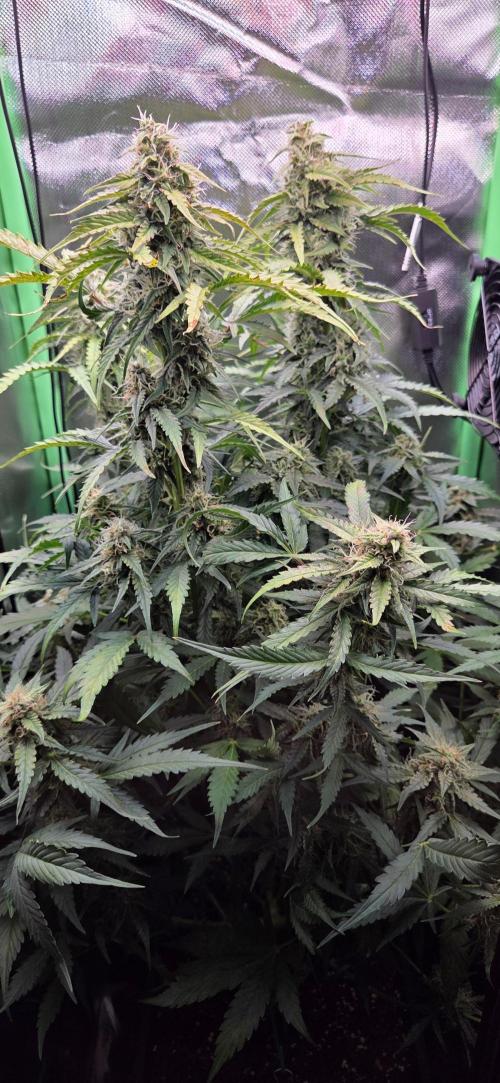 Sweet Seeds Runtz XL Auto in 40x40. Week 10