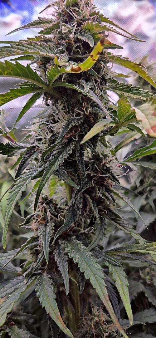 Sweet Seeds Runtz XL Auto in 40x40. Week 10