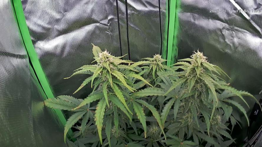 Sweet Seeds Runtz XL Auto in 40x40