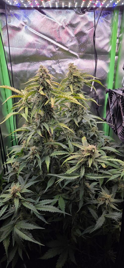 Sweet Seeds Runtz XL Auto in 40x40. Week 11
