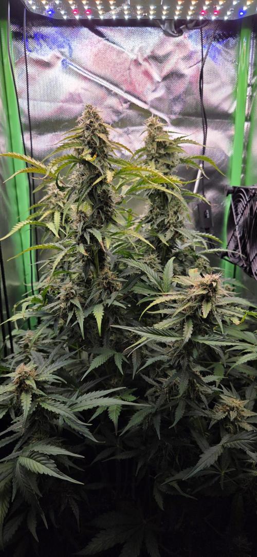 Sweet Seeds Runtz XL Auto in 40x40. Week 11