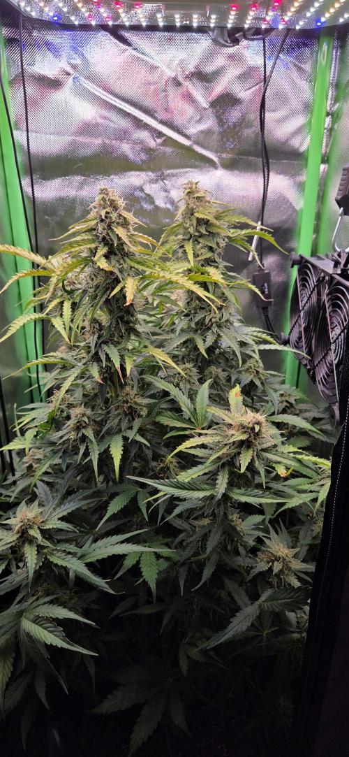 Sweet Seeds Runtz XL Auto in 40x40. Week 11