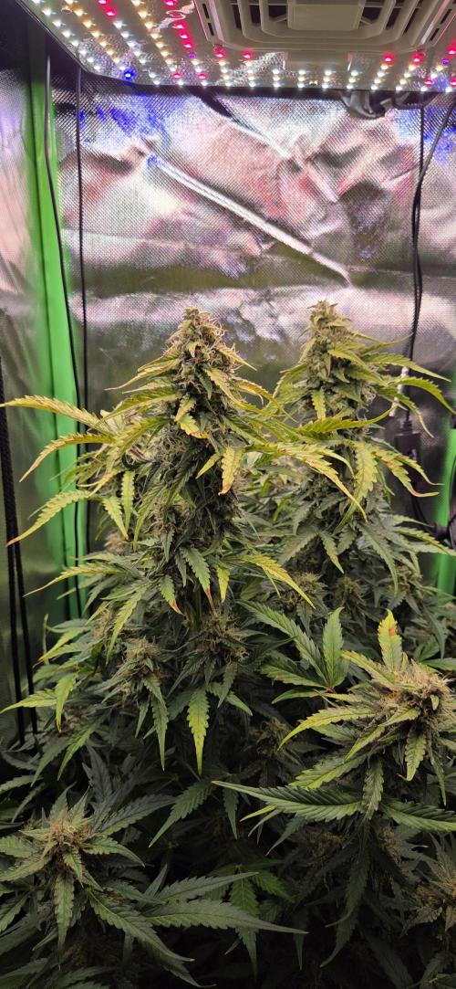 Sweet Seeds Runtz XL Auto in 40x40. Week 11