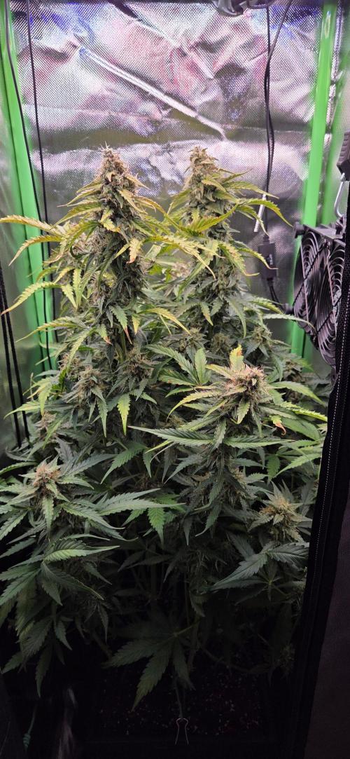 Sweet Seeds Runtz XL Auto in 40x40. Week 11
