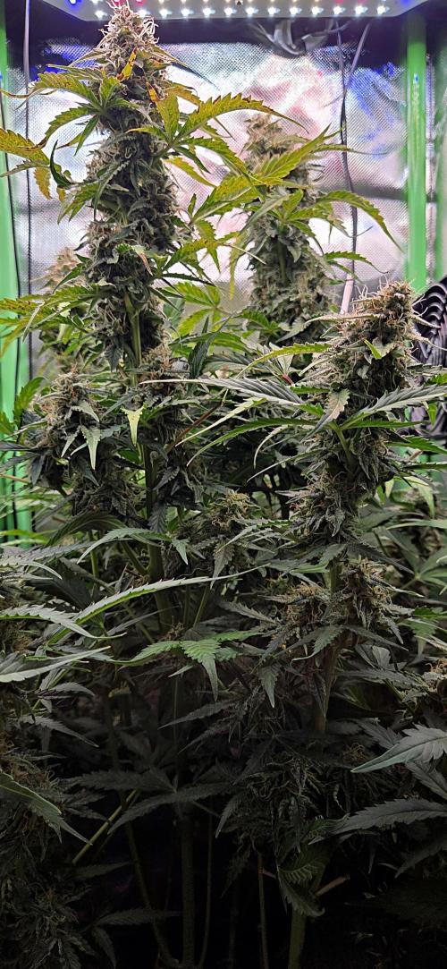 Sweet Seeds Runtz XL Auto in 40x40. Week 11