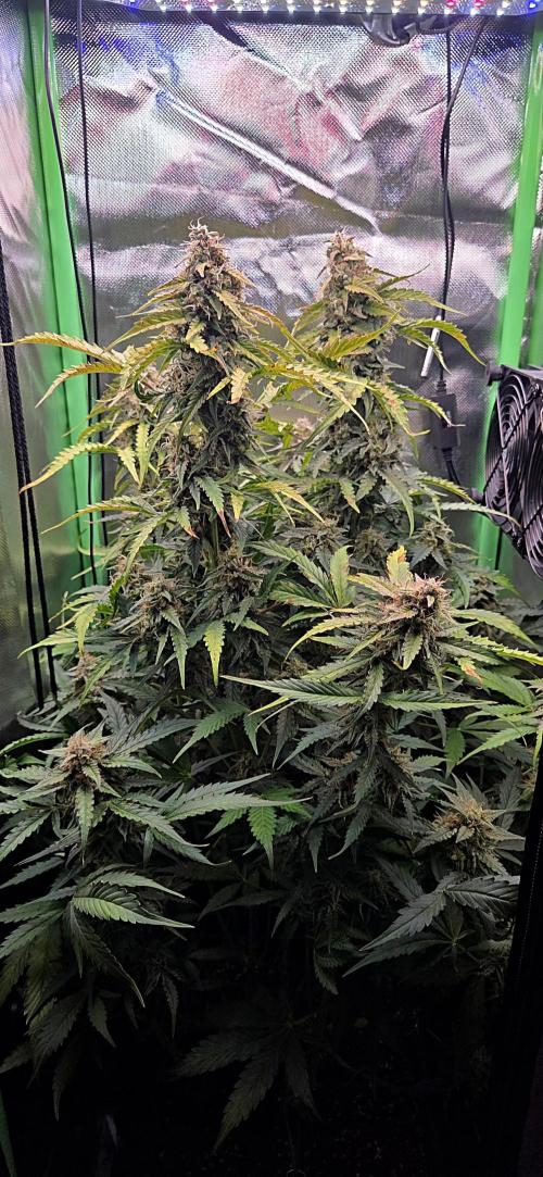 Sweet Seeds Runtz XL Auto in 40x40. Week 11