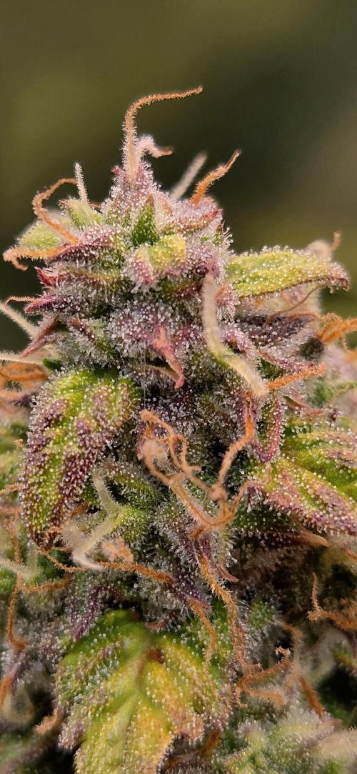 Sweet Seeds Runtz XL Auto in 40x40. Week 11