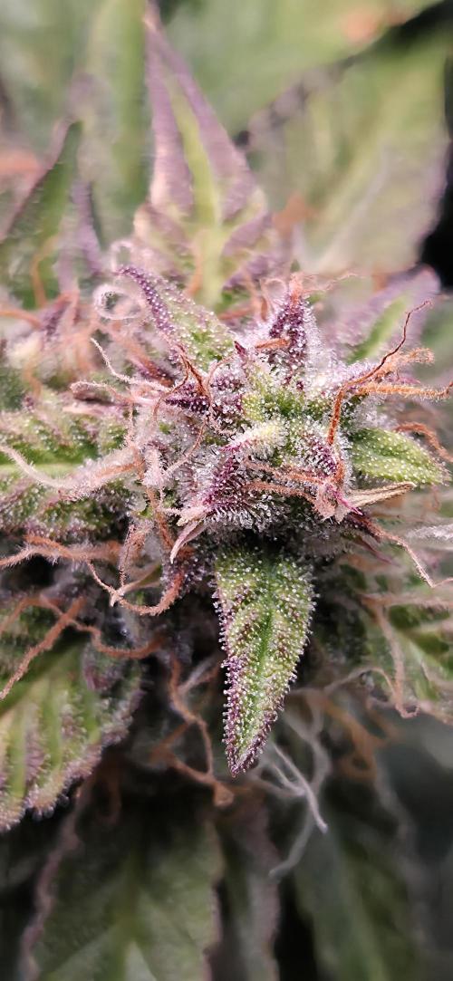 Sweet Seeds Runtz XL Auto in 40x40. Week 11