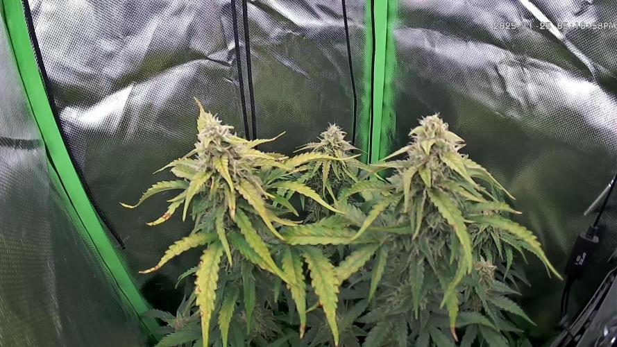 Sweet Seeds Runtz XL Auto in 40x40