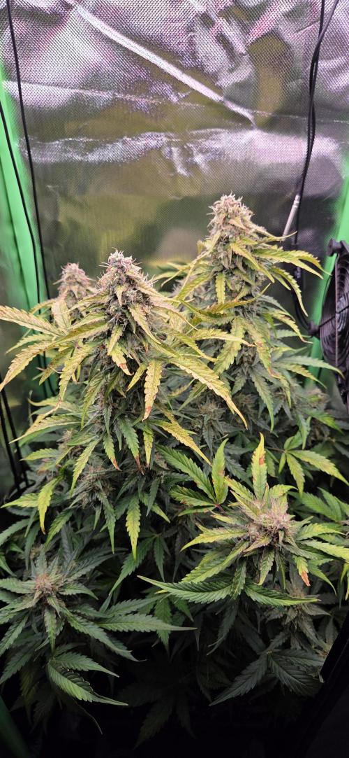 Sweet Seeds Runtz XL Auto in 40x40. Week 12