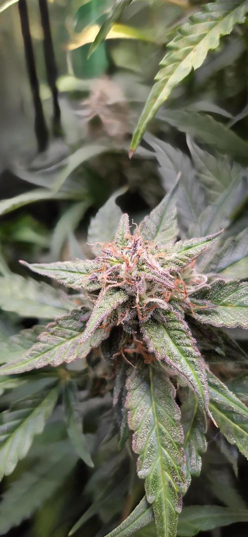 Sweet Seeds Runtz XL Auto in 40x40. Week 12