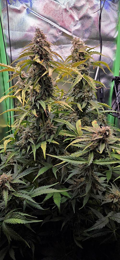 Sweet Seeds Runtz XL Auto in 40x40. Week 12