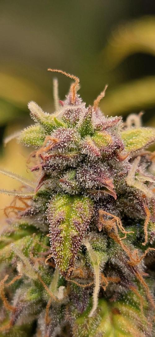 Sweet Seeds Runtz XL Auto in 40x40. Week 12