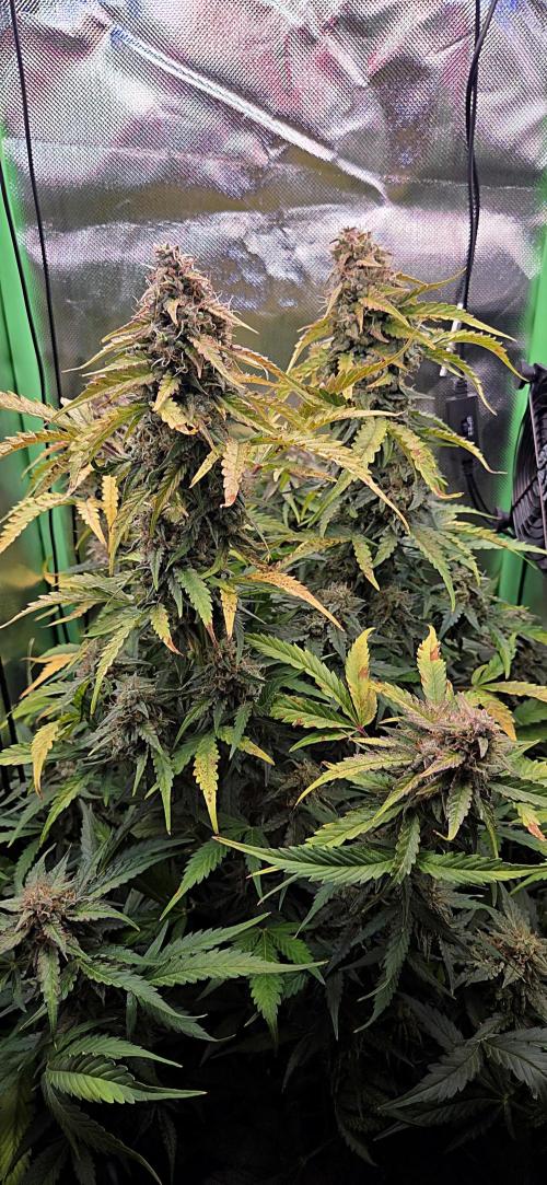 Sweet Seeds Runtz XL Auto in 40x40. Week 12