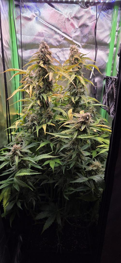 Sweet Seeds Runtz XL Auto in 40x40. Week 12