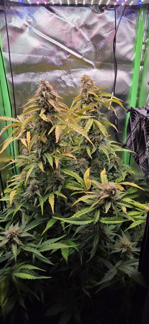 Sweet Seeds Runtz XL Auto in 40x40. Week 12