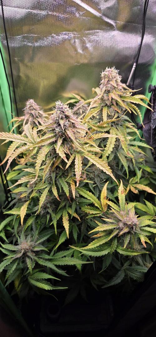 Sweet Seeds Runtz XL Auto in 40x40. Week 12