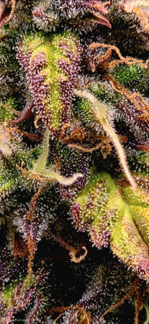 Sweet Seeds Runtz XL Auto in 40x40. Week 12