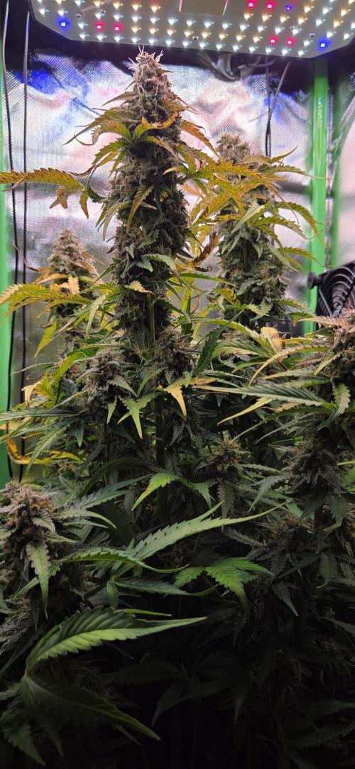 Sweet Seeds Runtz XL Auto in 40x40. Week 12