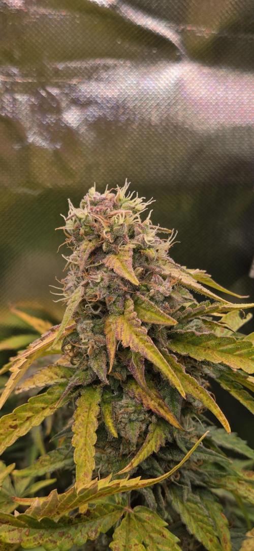 Sweet Seeds Runtz XL Auto in 40x40. Week 12