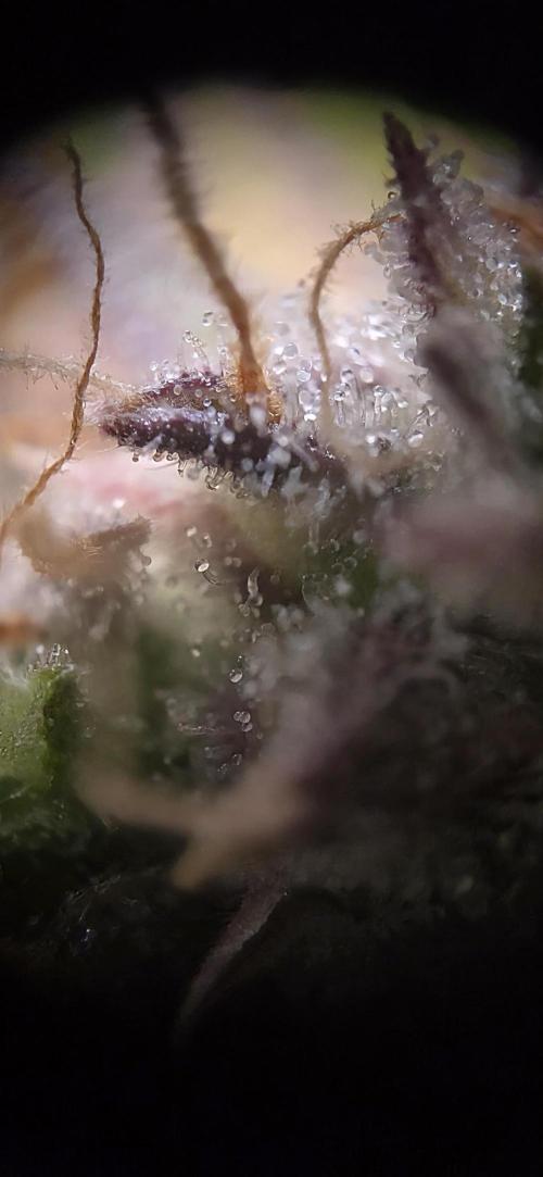 Sweet Seeds Runtz XL Auto in 40x40. Week 12