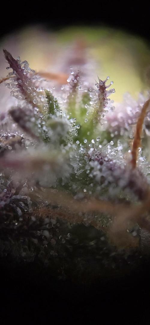 Sweet Seeds Runtz XL Auto in 40x40. Week 12