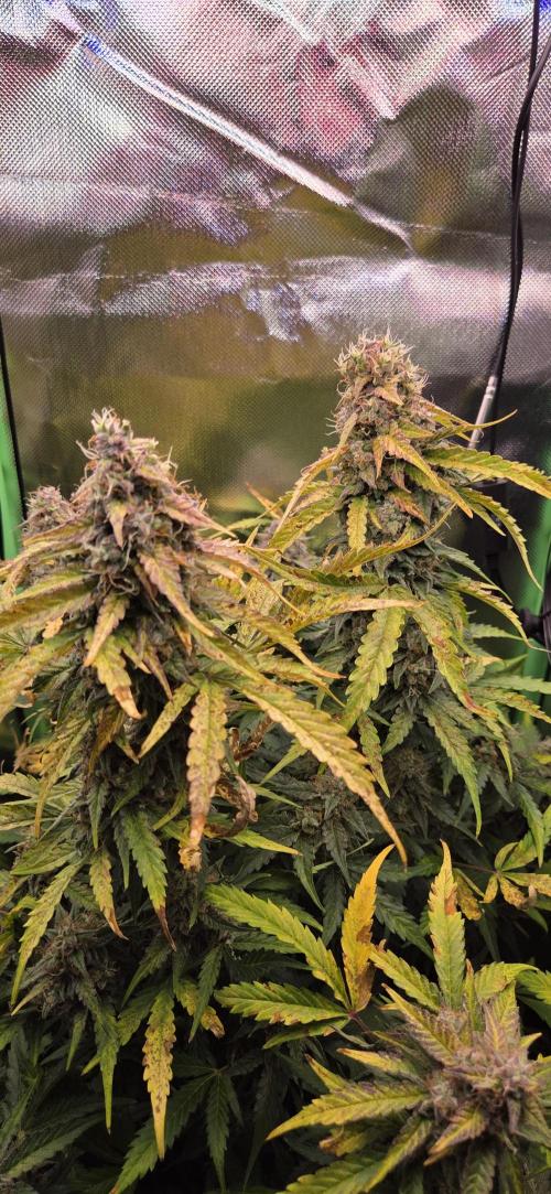 Sweet Seeds Runtz XL Auto in 40x40. Week 12