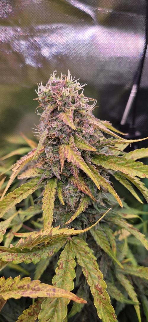 Sweet Seeds Runtz XL Auto in 40x40. Week 12