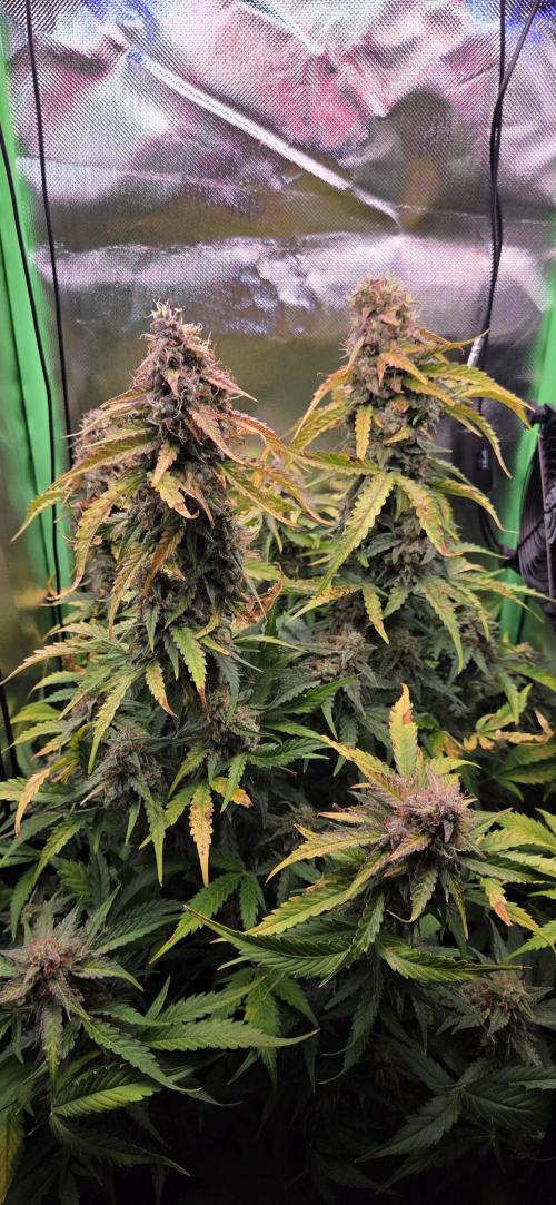 Sweet Seeds Runtz XL Auto in 40x40. Week 12