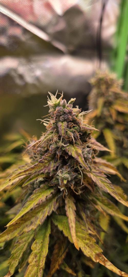 Sweet Seeds Runtz XL Auto in 40x40. Week 12